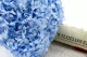 Preserved Hydrangea Light Blue 2