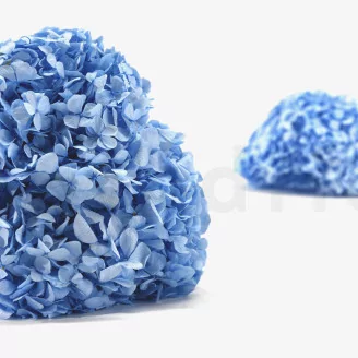 Preserved Hydrangea Light Blue