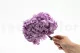 Preserved Hydrangea Lavender 5