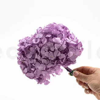 Preserved Hydrangea Lavender