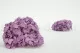 Preserved Hydrangea Lavender 6