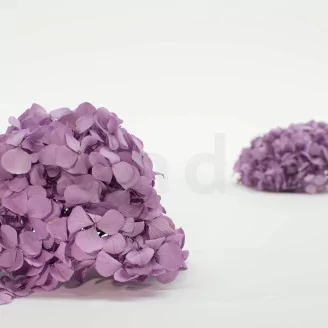 Preserved Hydrangea Lavender