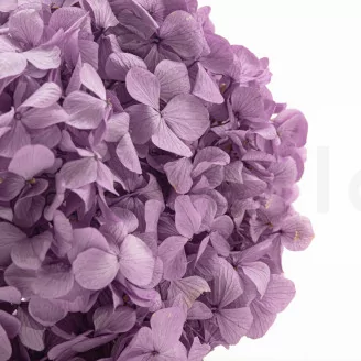 Preserved Hydrangea Lavender