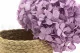 Preserved Hydrangea Lavender 8