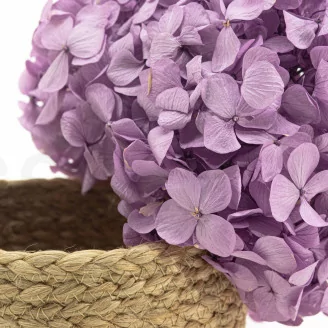 Preserved Hydrangea Lavender