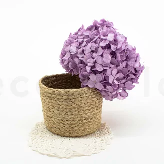 Preserved Hydrangea Lavender