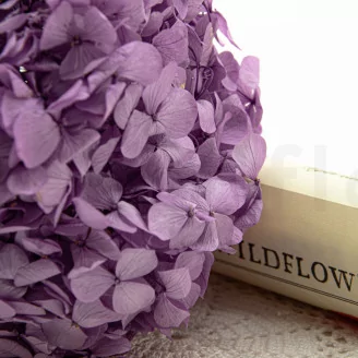Preserved Hydrangea Lavender