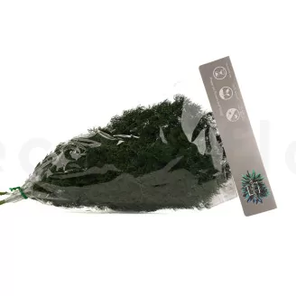 Preserved Ming Fern