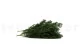 Preserved Ming Fern 3