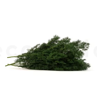 Preserved Ming Fern