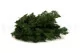 Preserved Ming Fern 6
