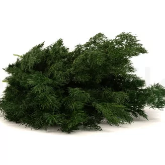 Preserved Ming Fern