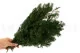 Preserved Ming Fern 4
