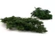 Preserved Ming Fern 7