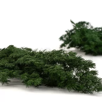 Preserved Ming Fern