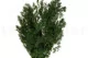 Preserved Ming Fern 8