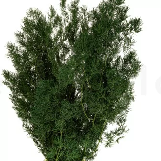 Preserved Ming Fern