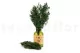 Preserved Ming Fern 9
