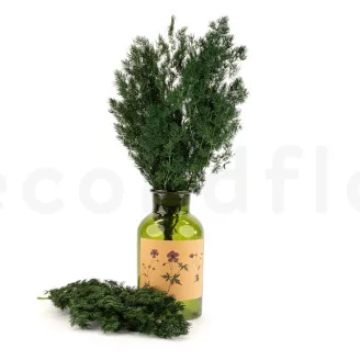 Preserved Ming Fern