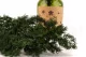 Preserved Ming Fern 2