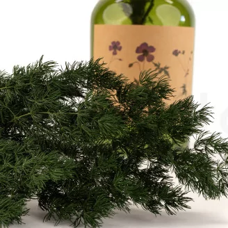 Preserved Ming Fern