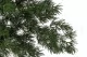 Preserved Ming Fern 5