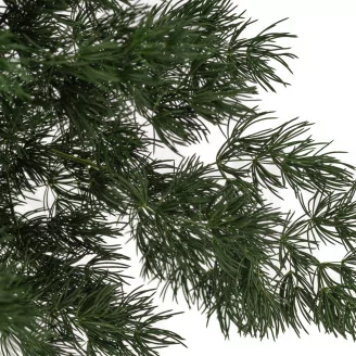 Preserved Ming Fern