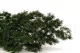 Preserved Ming Fern 11