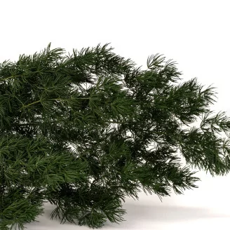 Preserved Ming Fern