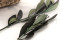 A Bunch of Green Preserved Olive Branches