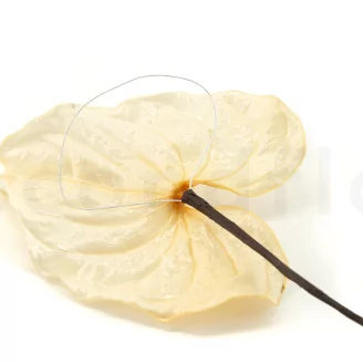 Preserved Anthurium White (set of 3)