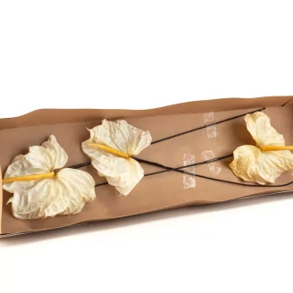 Preserved Anthurium White (set of 3)
