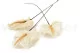 Preserved Anthurium White (set of 3) 4