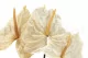 Preserved Anthurium White (set of 3) 2