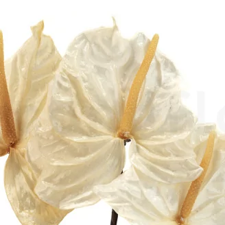 Preserved Anthurium White (set of 3)