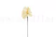 Preserved Anthurium White (set of 3) 8