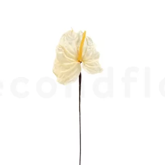 Preserved Anthurium White (set of 3)