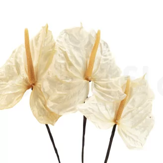 Preserved Anthurium White (set of 3)