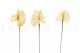 Preserved Anthurium White (set of 3) 10