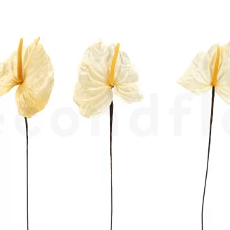 Preserved Anthurium White (set of 3)
