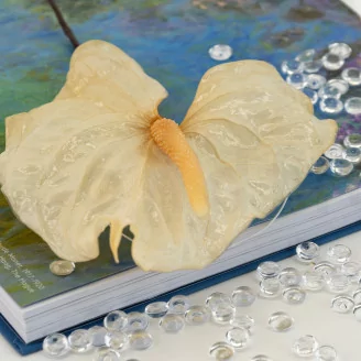 Preserved Anthurium White (set of 3)