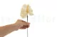 Preserved Anthurium White (set of 3) 11