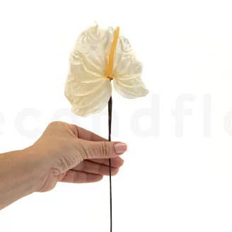 Preserved Anthurium White (set of 3)