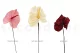 Preserved Anthurium White (set of 3) 13