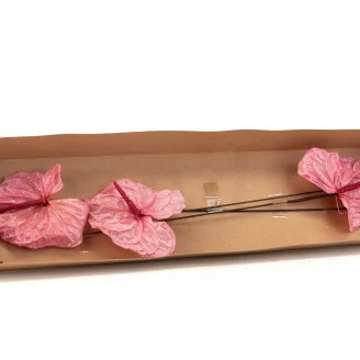 Preserved Anthurium Pink (set of 3)