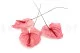 Preserved Anthurium Pink (set of 3) 8
