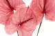 Preserved Anthurium Pink (set of 3) 6