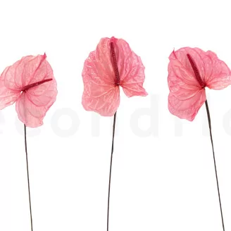 Preserved Anthurium Pink (set of 3)