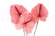 Preserved Anthurium Pink (set of 3) 2