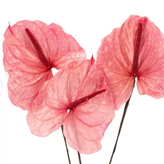 Preserved Anthurium Pink (set of 3)